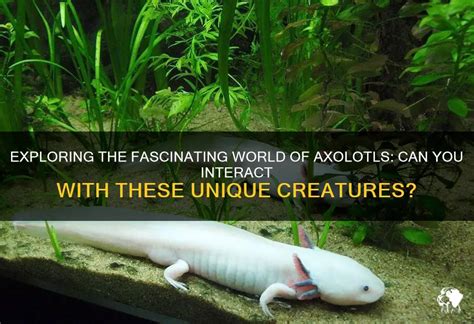 can a axolotl be a pet: Exploring the Unique Charm and Challenges of Owning These Fascinating Amphibians