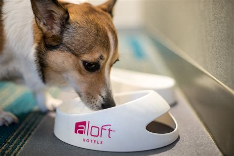 is aloft pet friendly Are pets welcome in the skies?