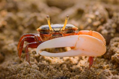 What Do Pet Crabs Eat, and the Intriguing World of Their Dietary Habits Across Various Species