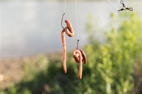 where can i get worms for fishing: Delving into the World of Bait and Fishing Adventures